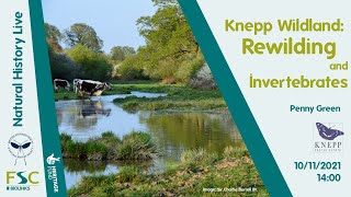 Knepp Wildland Rewilding and Invertebrates  Penny Green [upl. by Hessney]