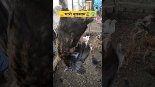 Poultry farm business training ll Poultry farm business plan ll open Poultry farm ytshortsindia [upl. by Ahsimek]