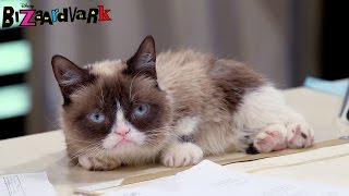 Grumpy Cat Pitch  Bizaardvark  Disney Channel [upl. by Origra755]