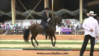 Gran Campeonato Caballos de Paso Fino Spectrum Internacional 2016 [upl. by Sherye]