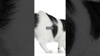 Manx Cat Breed 101 The Tailless Wonder catbreed [upl. by Sergius]