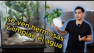 Plantas terrestres para Acuario [upl. by Aled]