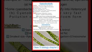 What is Cyanobacteriaclass 11 biology chapter 2 Cbsecynobacteriaeubacteriamycoplasmashorts [upl. by Zoilla]