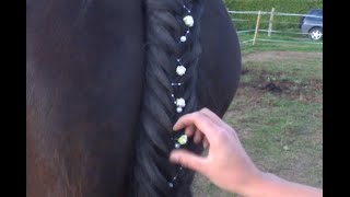 Tuto 15 Comment faire une Tresse de queue à 3 brins cheval poney coiffure horse pony [upl. by Adala]