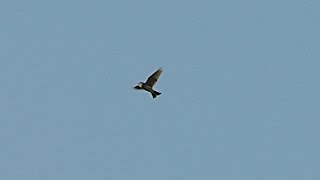 Eurasian Skylark Feldlerche Alauda arvensis  flying and singing [upl. by Wilone589]