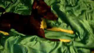 Basenji mix playing [upl. by Attenaz848]