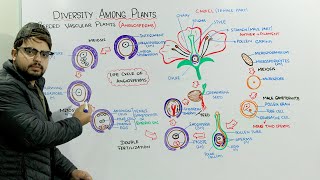 Life Cycle Of Angiosperms [upl. by Kerrie]