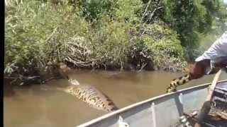 Worlds Largest Snake Found in Amazon River Anaconda 2016 [upl. by Balling]