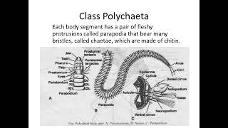 Lecture 6 Acanthocephala Annelida [upl. by Enohs]