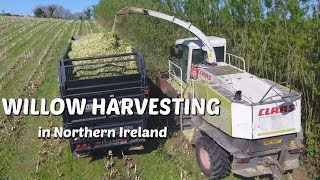 Willow harvesting in Northern Ireland [upl. by Beryle401]