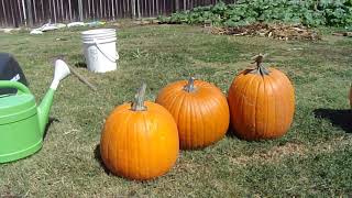 Helpful tips for growing Big Pumpkins [upl. by Matty]