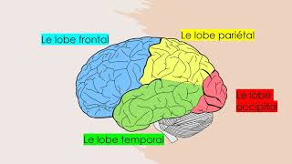 Les aires et fonctions du cerveau [upl. by Hakaber653]