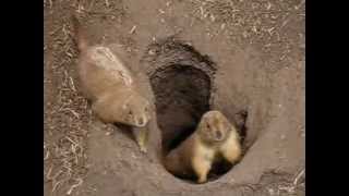 screaming prairie dogs [upl. by Sparke]