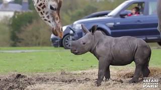 12 Baby Rhinos Youll Fall in Love With [upl. by Yemane988]