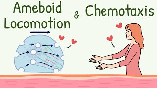 Ameboid Movement of the Cell  Chemotaxis  Ameboid Locomotion Animation  Chemotactic Substance [upl. by Hyams]