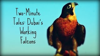 TwoMinute Tales Dubais Working Falcons [upl. by Auqenes]