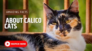 Amazing Facts About Calico Cats  Calico Cat [upl. by Anawk]