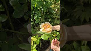 David Austin Wollerton Old Hall climbing rose in a pot a few tips [upl. by Ahsitel337]