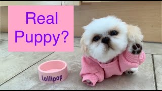 Lollipop Teacup Puppy Stop Motion Animation Lollipop has dinner amp goes pee pee [upl. by Erolyat174]