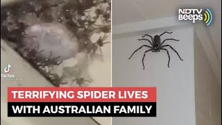 Giant Spider Has Been Australian Familys Guest For 1 Year [upl. by Ennaear202]