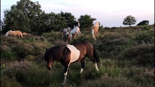 Vechtende IJslandse paarden op heide bij zonsondergang [upl. by Qahsi913]