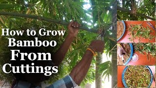 How to Grow Bamboo from Cuttings at Home amp Growing Easy Tips with Bamboo careGREEN PLANTS [upl. by Utimer]