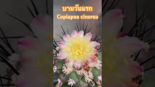 บานวันแรก Copiapoa cinerea Cactus [upl. by Suirradal58]