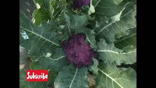 Harvesting cauliflower Preserve Cauliflower garden [upl. by Hulton367]