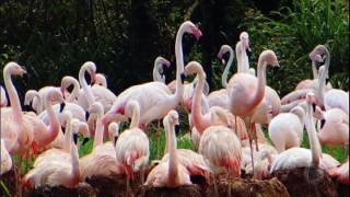 Especialistas trabalham para reproduzir flamingos em cativeiro no interior de SP [upl. by Sim]