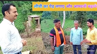 Litchi Plantation लीची के पेड़ लगाए [upl. by Eelinnej]