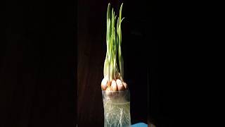 Growing Garlic time lapse plants shorts timelapse [upl. by Torray]