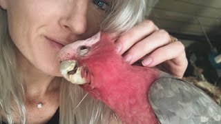 My Bird Care Routine  Caring For Pet Parrots [upl. by Mark177]