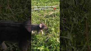 Orphaned Mangalitsa piglet follows her “mom” [upl. by Nahtannhoj928]