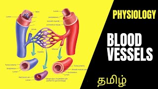 Physiology  Blood Vessels Detailed Lecture in Tamil  Dr Thameem Ansari [upl. by Arny]