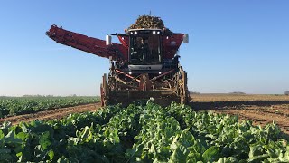 Witloof rooien met RWT in Meux en geronvillers met transport Michiels met Dewulf kwarto en Vredo [upl. by Htaek]