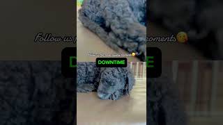 Finally sleeping chill dog puppy pets doglover puppies love dogmom shortvideo shorts [upl. by Schubert]