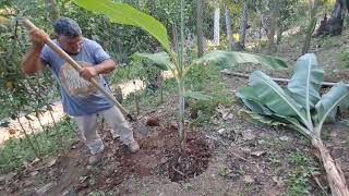 Miro jardineiro plantando banana maçã [upl. by Uolyram]