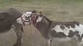 Jack the mini donkey funny and real loud [upl. by Essilevi]