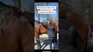 2 Important Muscles in a Horses Back The Longissimus and Multifidus Muscles [upl. by Shumway274]