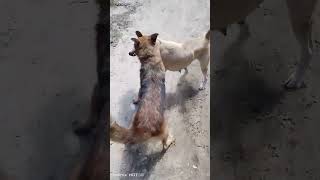 part 2Dog fighting to deathGerman shepherd vs local dog [upl. by Rozina]