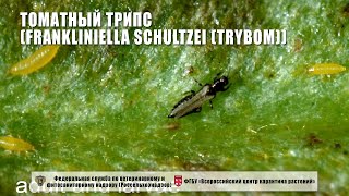 Томатный трипс Frankliniella schultzei Trybom [upl. by Hnad859]