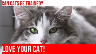 Train Your Cat to Use Their Food Bowl in 5 Steps [upl. by Raviv416]