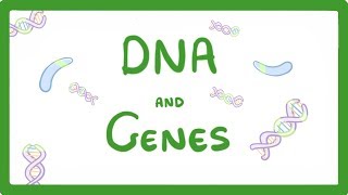 GCSE Biology  DNA Part 1  Genes and the Genome 63 [upl. by Farnham]