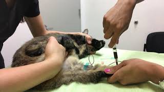 SK11 Medial saphenous venipuncture on a cat [upl. by Esirtal525]