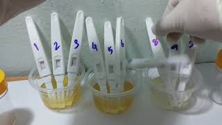 Midstream Testing  drop urine 1 drop to result windows Midstream HCG [upl. by Tsiuqram]