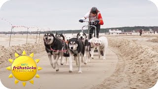 Schlittenhunderennen für den guten Zweck  SAT1 Frühstücksfernsehen [upl. by Ttocs878]