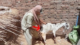 what is boy doing with goat is boy playing with goat [upl. by Cilo]