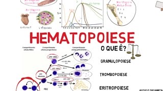 Hematopoiese [upl. by Noeled568]