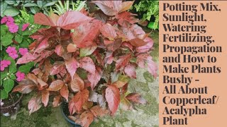 Complete Care of CopperleafAcalypha Wilkesiana Propagation and How to Make Plants Bushy [upl. by Werdn]