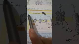 La chaine respiratoire 1ère partie 2bac science [upl. by Kenward]